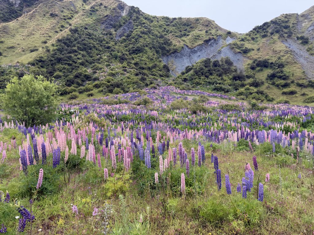 Lupines in Motatapu Mountains